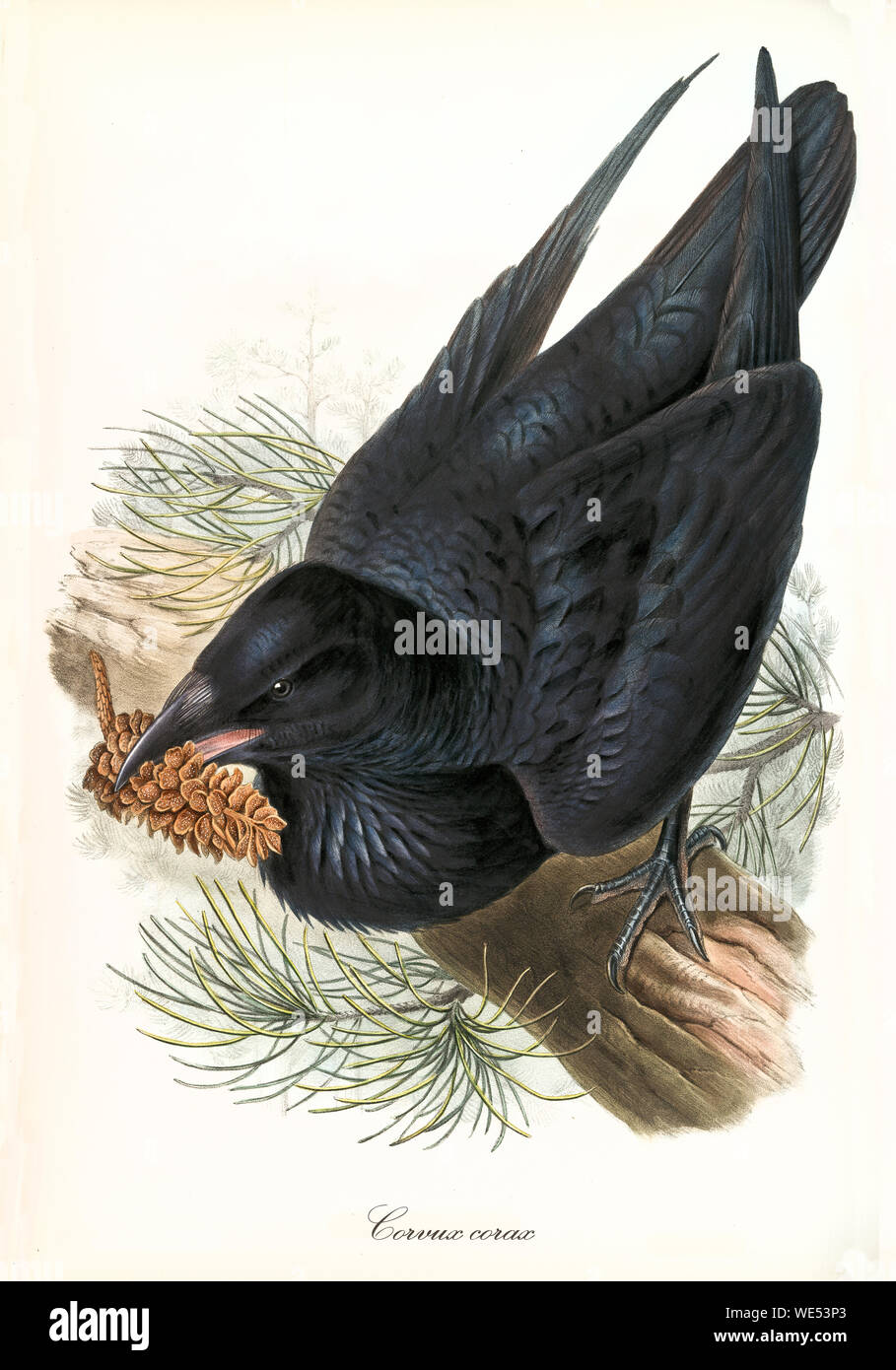 Common black raven with a pinecone in its beck on a pine trunk. Detailed hand colored vintage illustration of Common Raven (Corvus corax). By John Gould publ. In London 1862 - 1873 Stock Photo