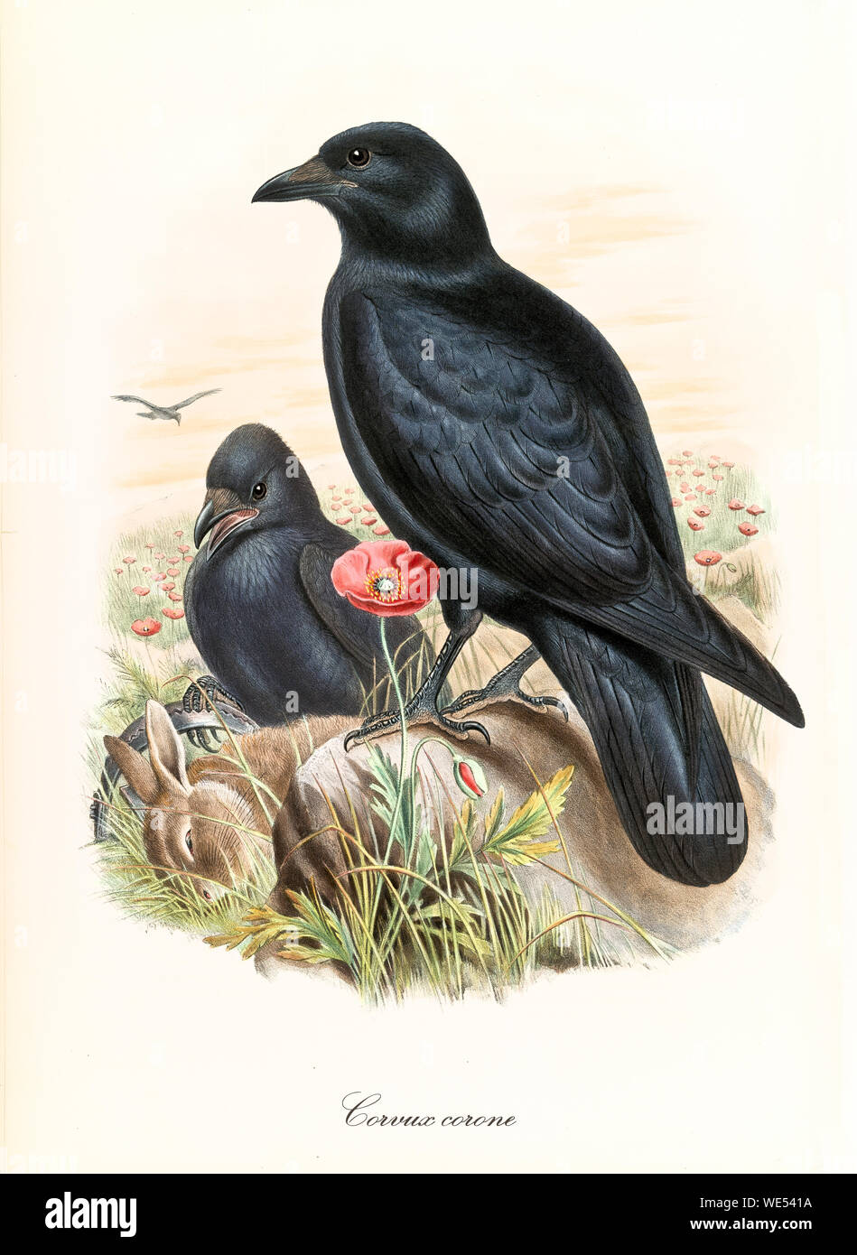 Two black ravens over a dead prey outdoor in the nature. Detailed