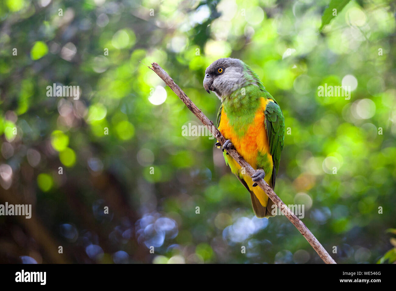 Senegal parrot or Poicephalus senegalus sits on green tree close up, yellow ang green color parakeet on branch Birds of eden aviary park, South Africa Stock Photo