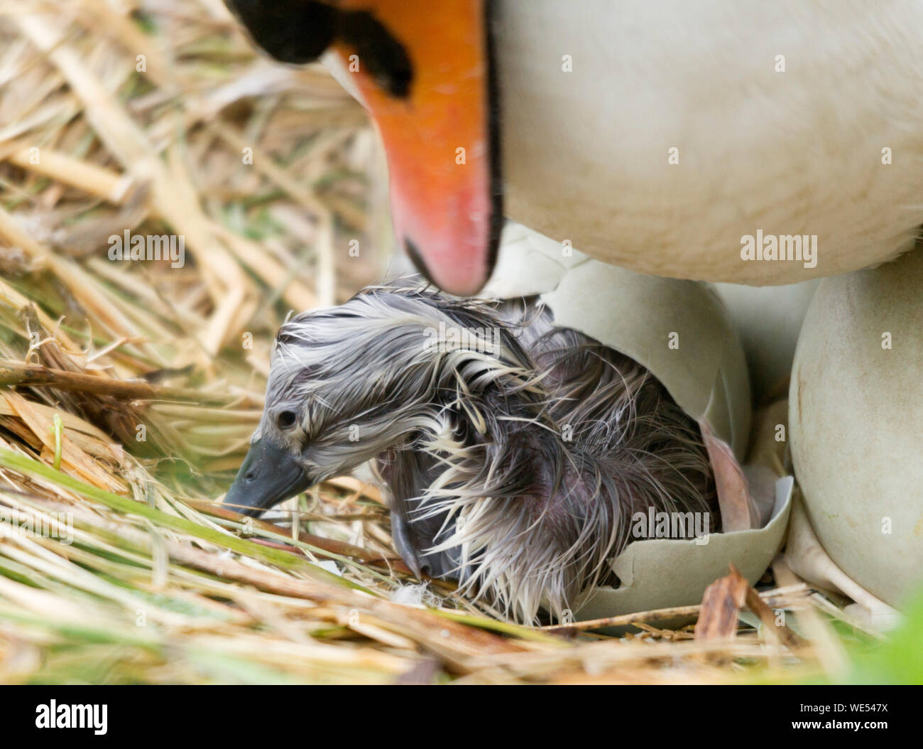 Swan with hatching from egg Stock Photo Alamy