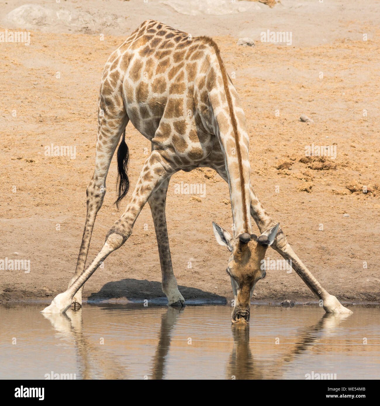 Giraffe Drinking Water From Lake Stock Photo