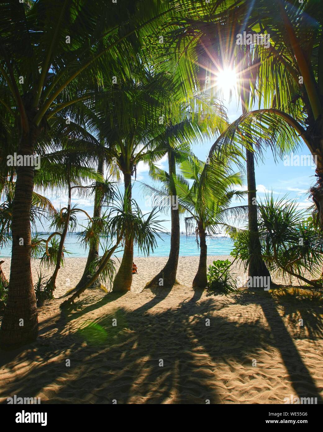 Sun Shining Through Palm Trees High Resolution Stock Photography and ...