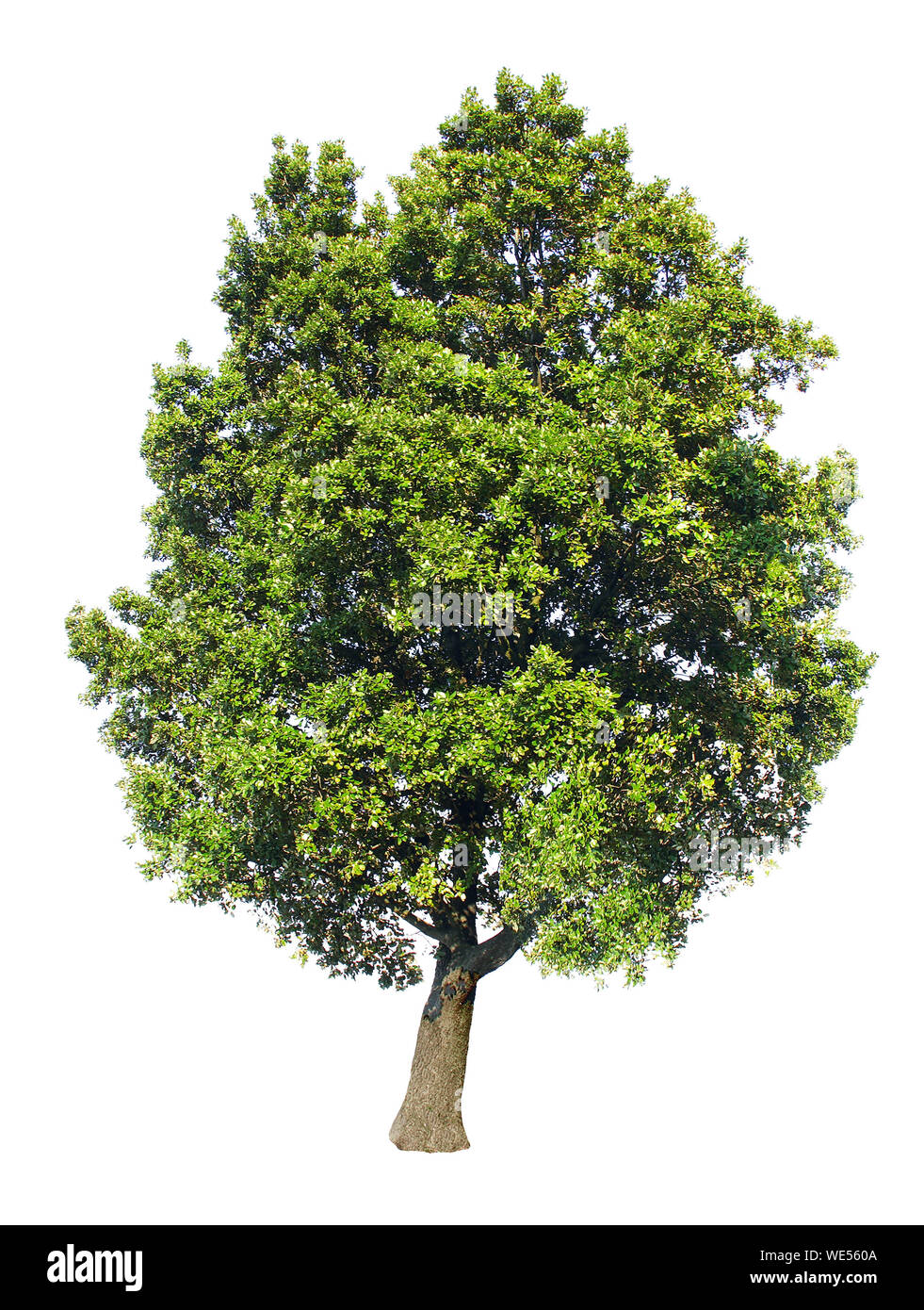 Green oak isolated on white background. Stock Photo