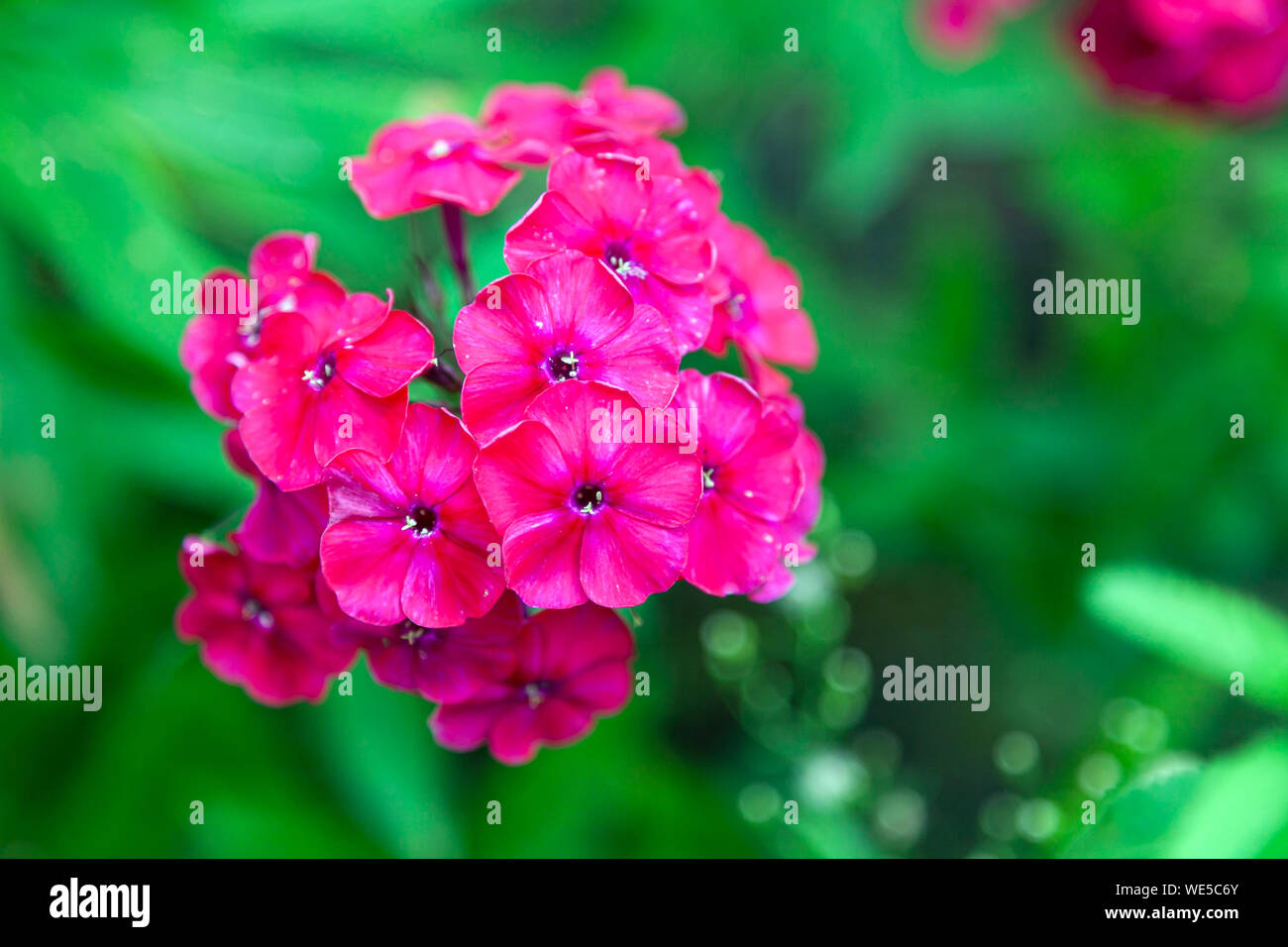 Close-up beautiful fresh pink royal phlox flower on a background of green grass grows in a home garden, top view Stock Photo