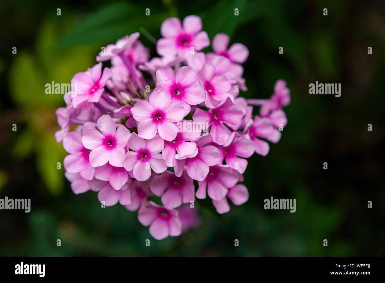 Close-up beautiful fresh pink royal hydrangea flower on a background of ...