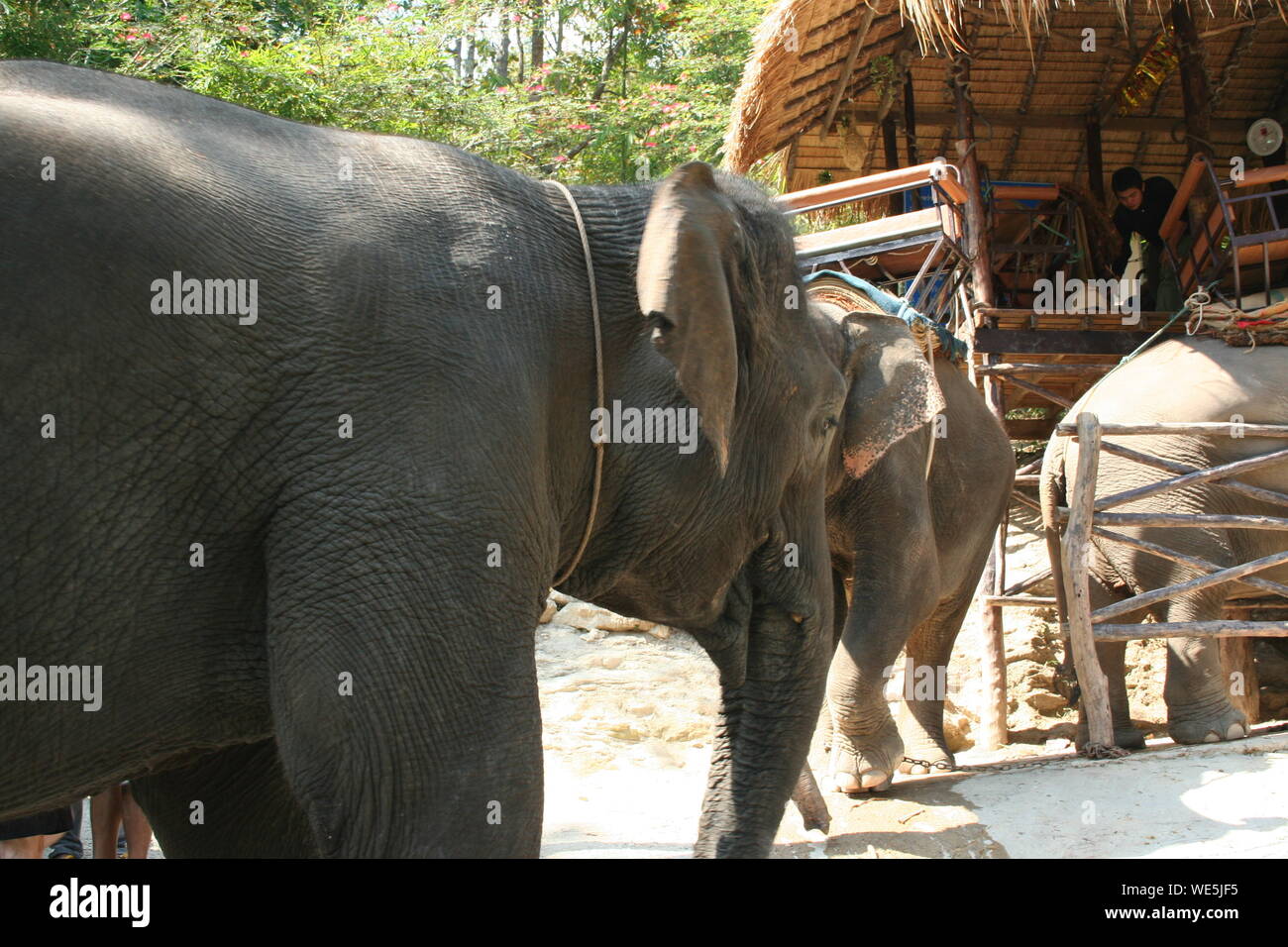 Elephant farm hi-res stock photography and images - Alamy