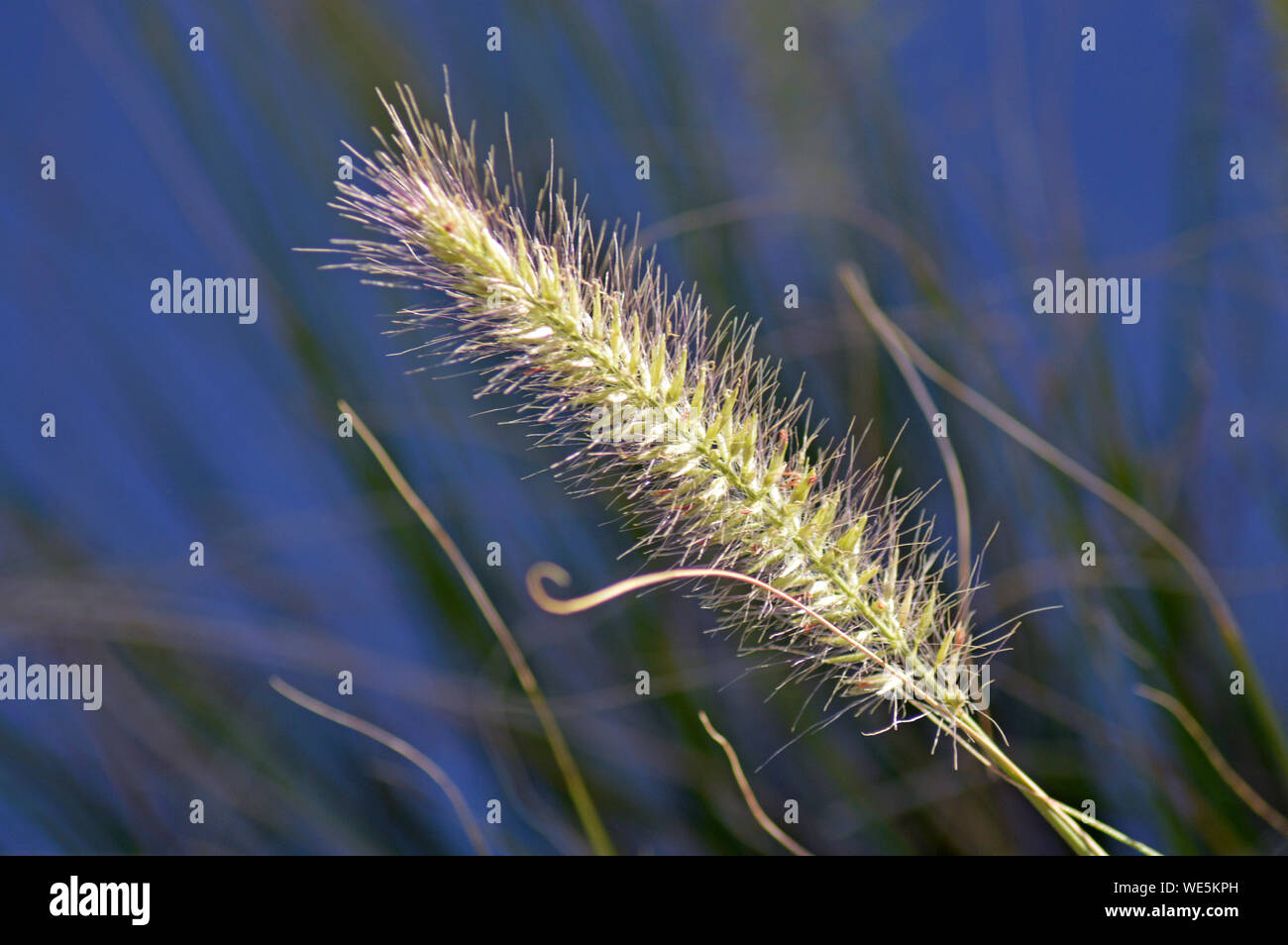 Close-up Of Stalks Plant Growing Outdoors Stock Photo