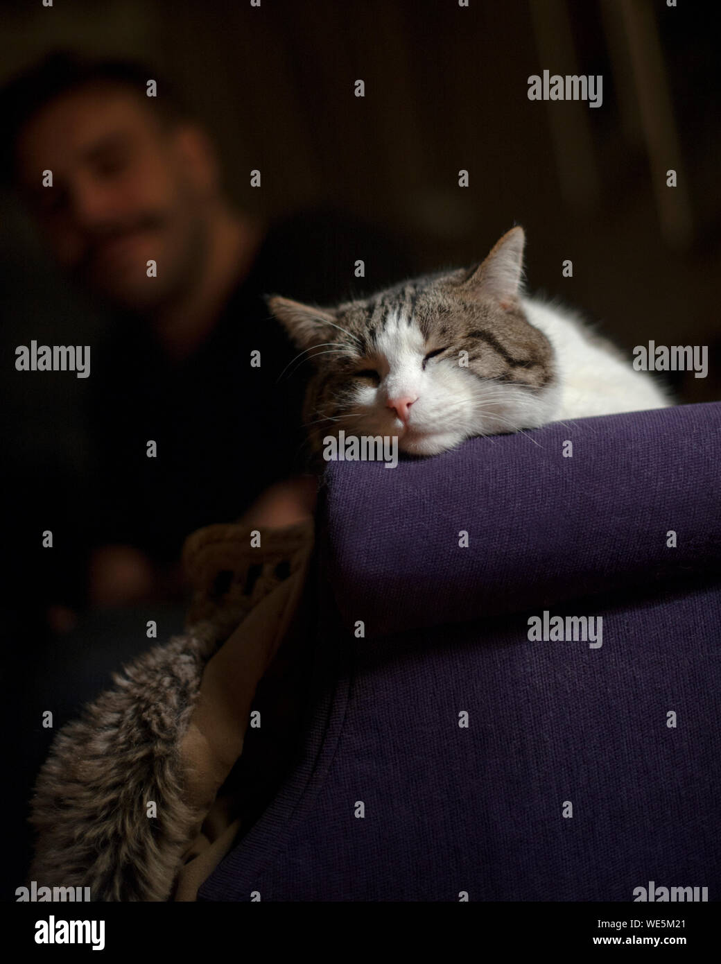Sleeping man sleeping cat hires stock photography and images Alamy