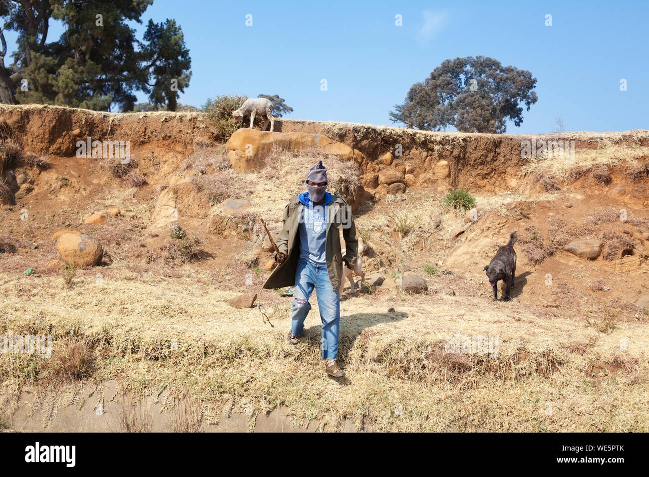 Semonkong, Lesotho - September 20, 2017: african young shepherd man in national woolen balaclava, dog, sheep, rocky stone slope Drakensberg mountains Stock Photo