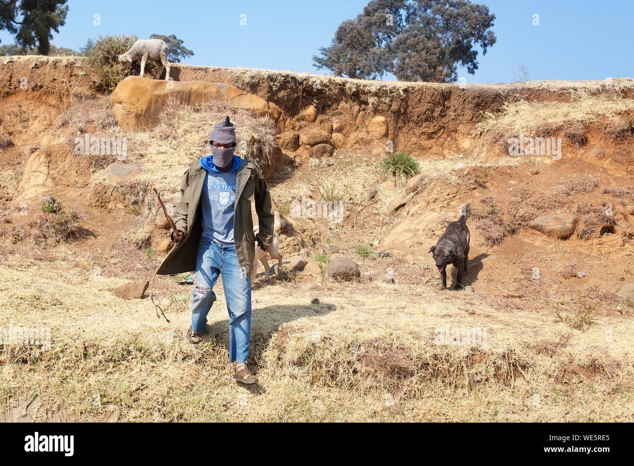 Semonkong, Lesotho - September 20, 2017: african young shepherd man in national woolen balaclava, dog, sheep, rocky stone slope Drakensberg mountains Stock Photo