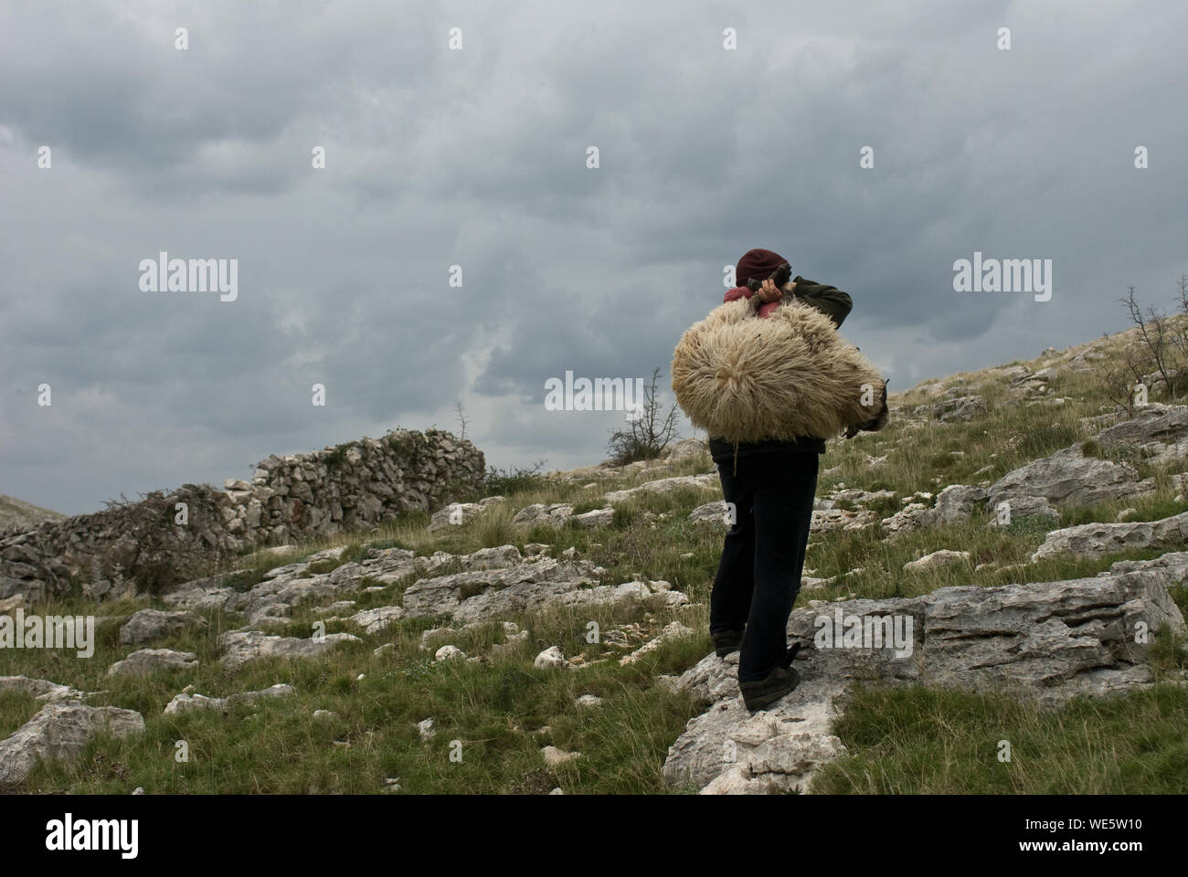 A man on a mountain top carries a sheep on his shoulder. Island of Kornat, Croatia Stock Photo