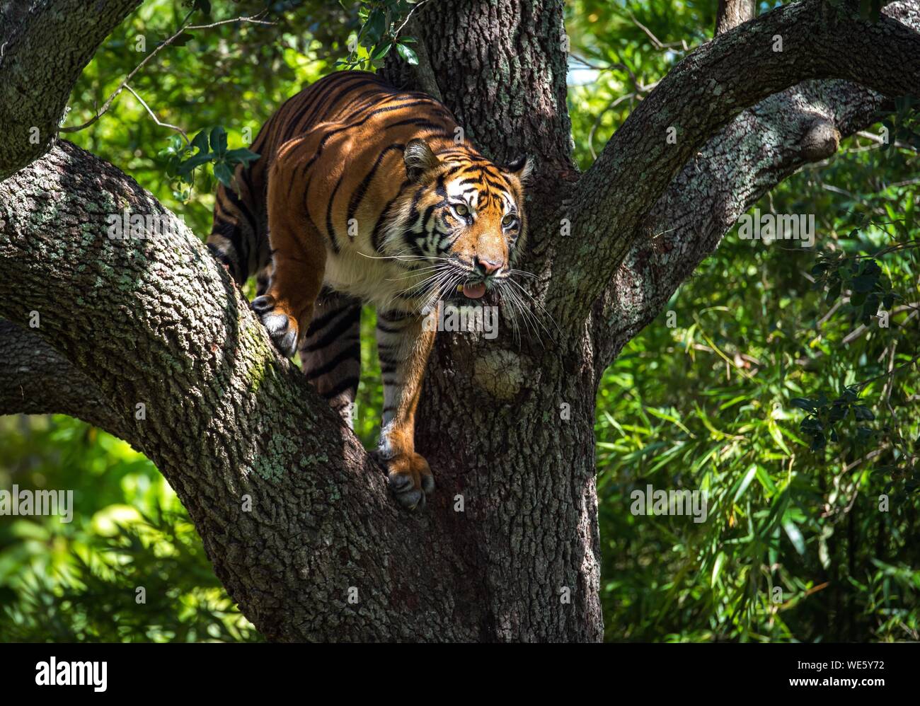 Tiger On Tree High Resolution Stock Photography And Images Alamy