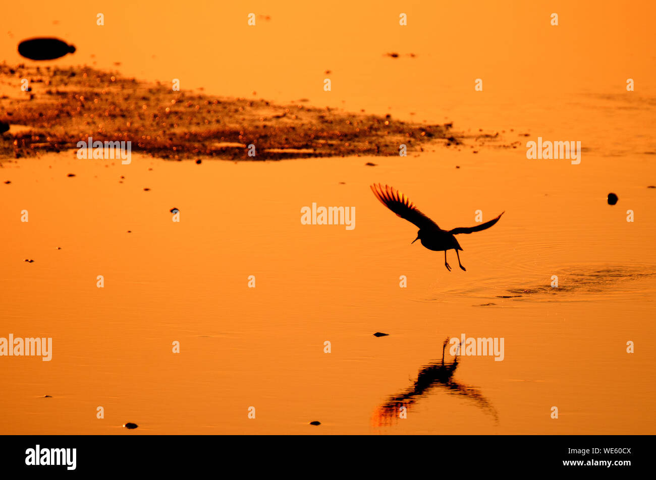 Black silhouette of bird redshank Tringa totanus in beautiful sunset light with reflection, Iceland Stock Photo