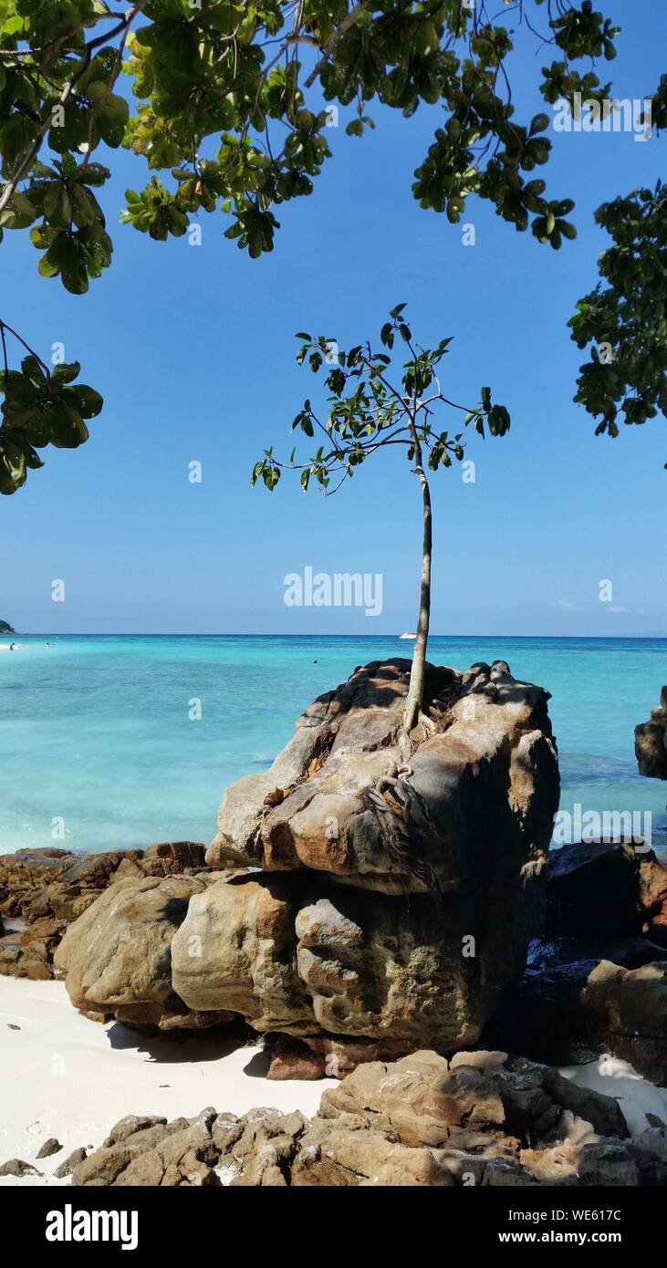 Tree Growing On Stone Against Sea Stock Photo
