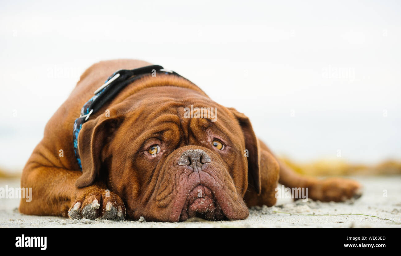 french mastiff dogs attack