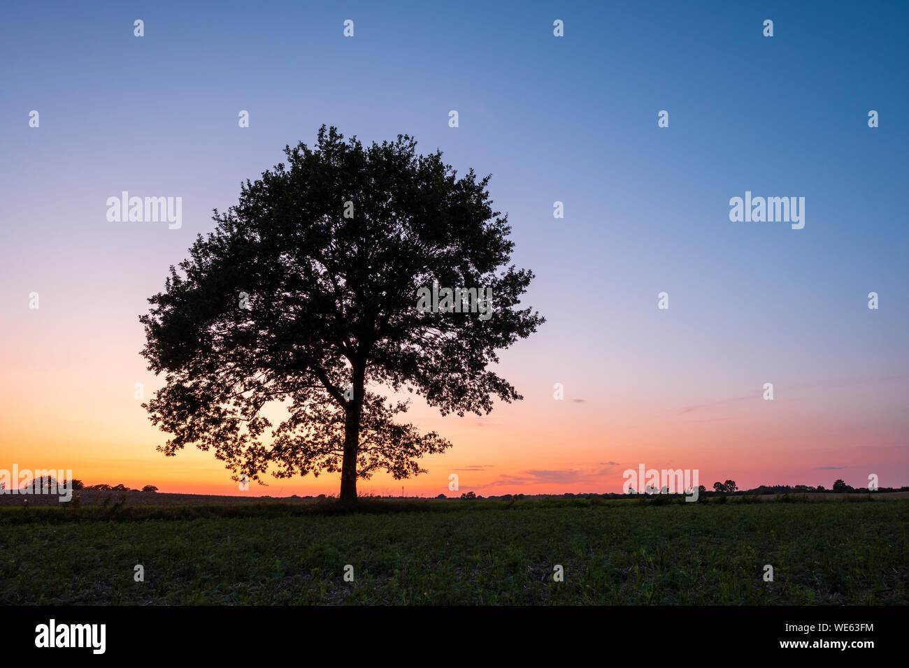 Silhouette of single tree on a field in front of clear sky at colorful sunset, Schleswig-Holstein Stock Photo