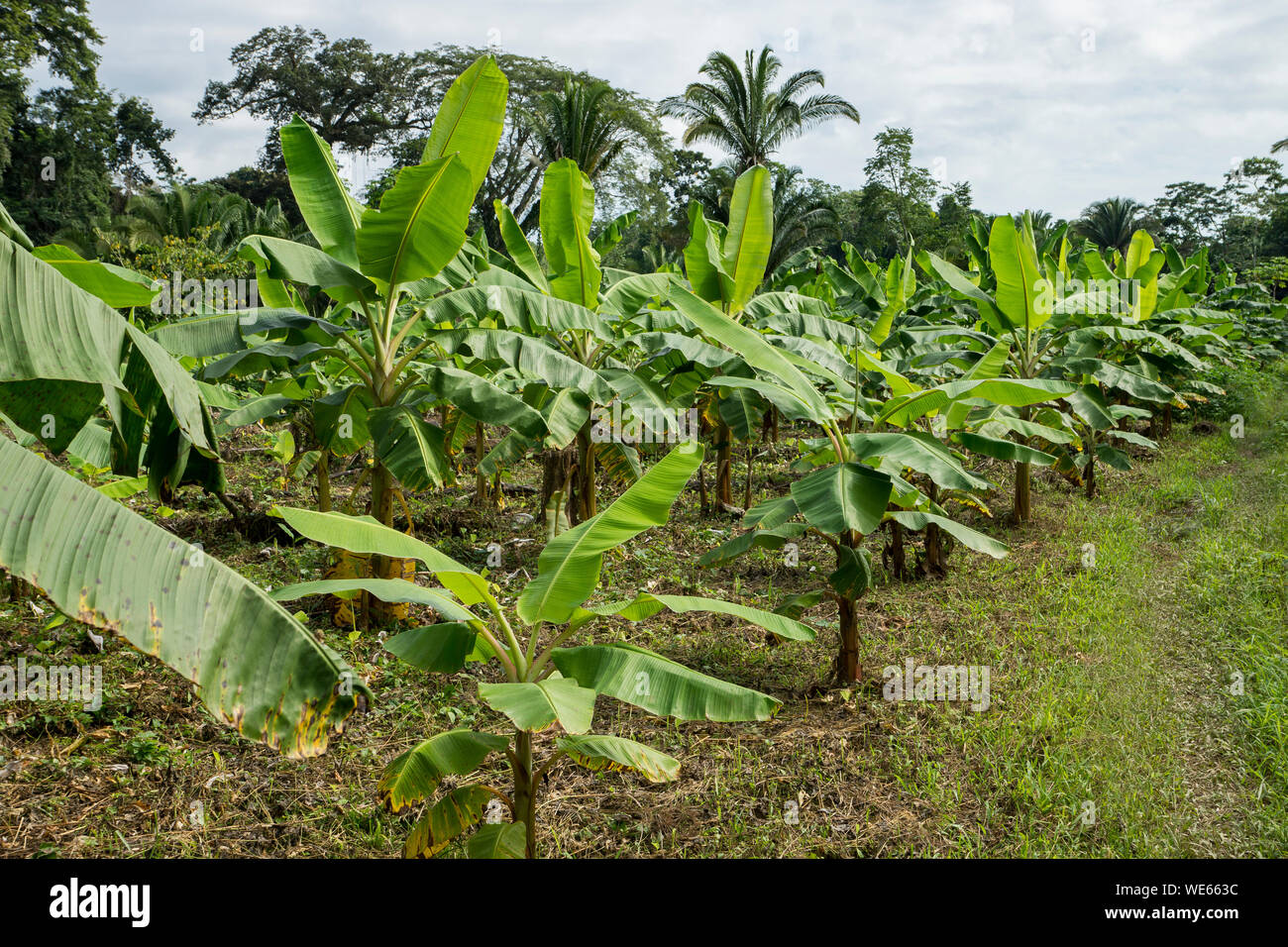 Banana trees planted in a row in a plantation in Belize, Central America Stock Photo Alamy