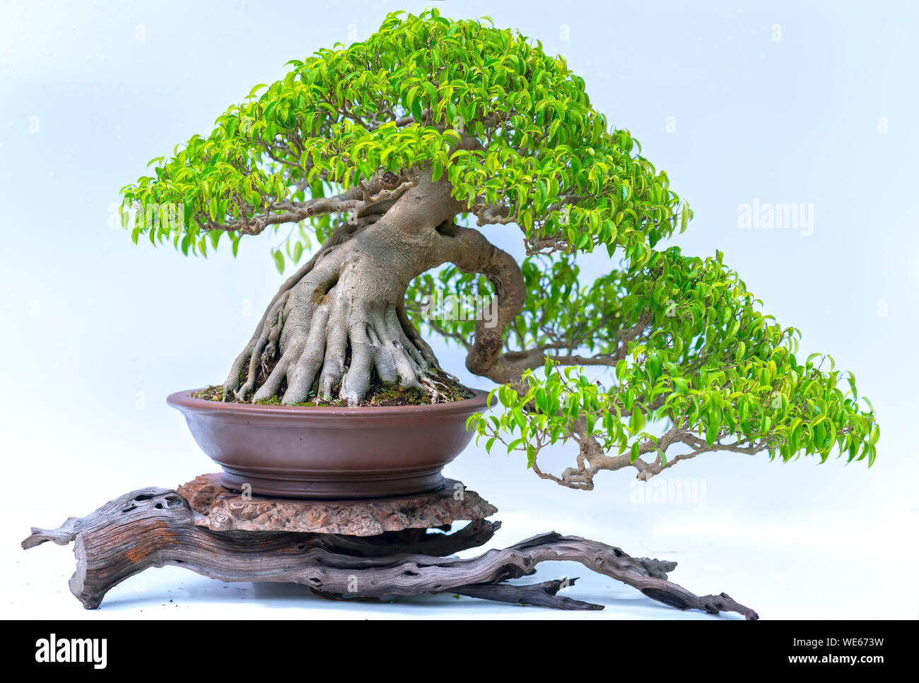 Green old bonsai tree isolated on white background in a pot plant ...