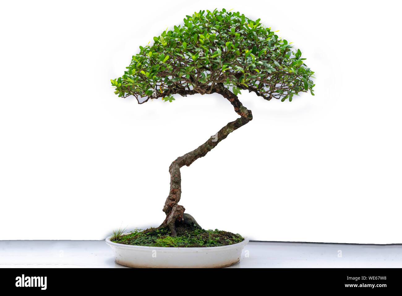Green old bonsai tree isolated on white background in a pot plant