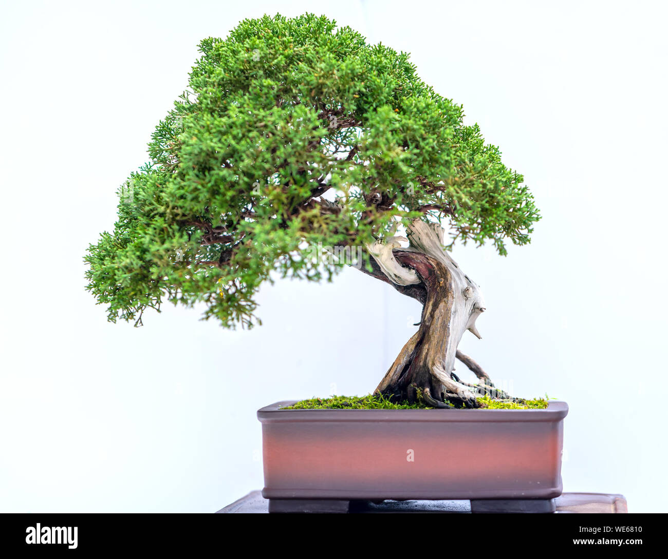 Green old bonsai tree isolated on white background in a pot plant ...