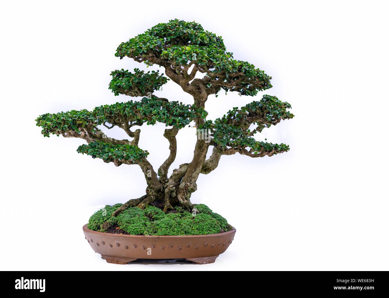 Green old bonsai tree isolated on white background in a pot plant ...