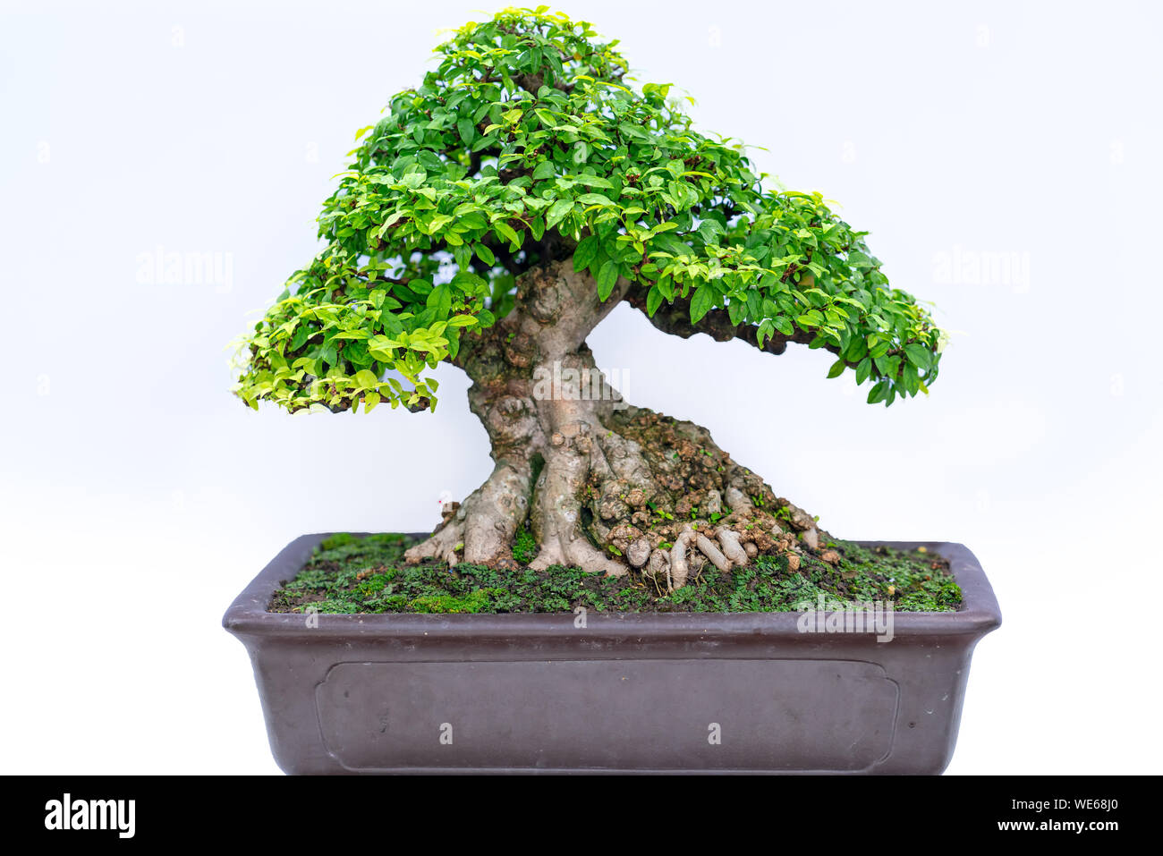 Green old bonsai tree isolated on white background in a pot plant ...