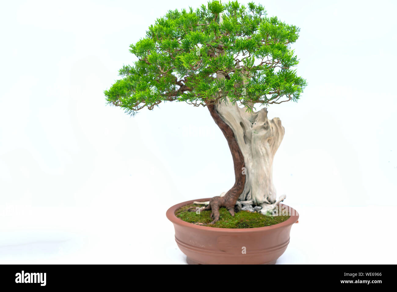 Green old bonsai tree isolated on white background in a pot plant ...