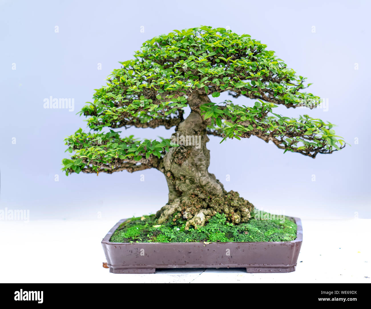Green old bonsai tree isolated on white background in a pot plant ...