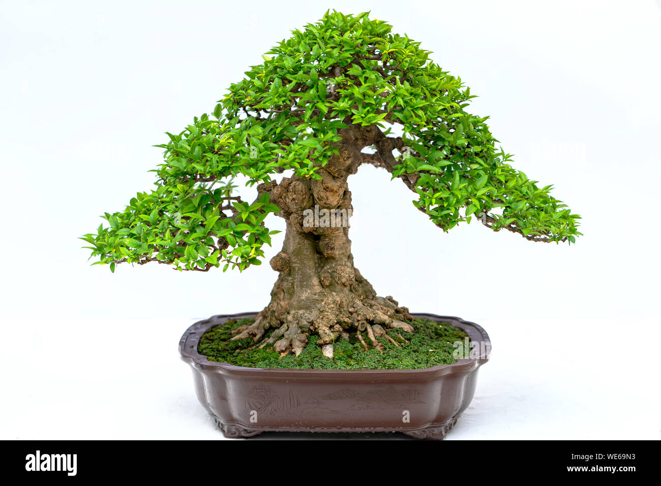 Green old bonsai tree isolated on white background in a pot plant ...