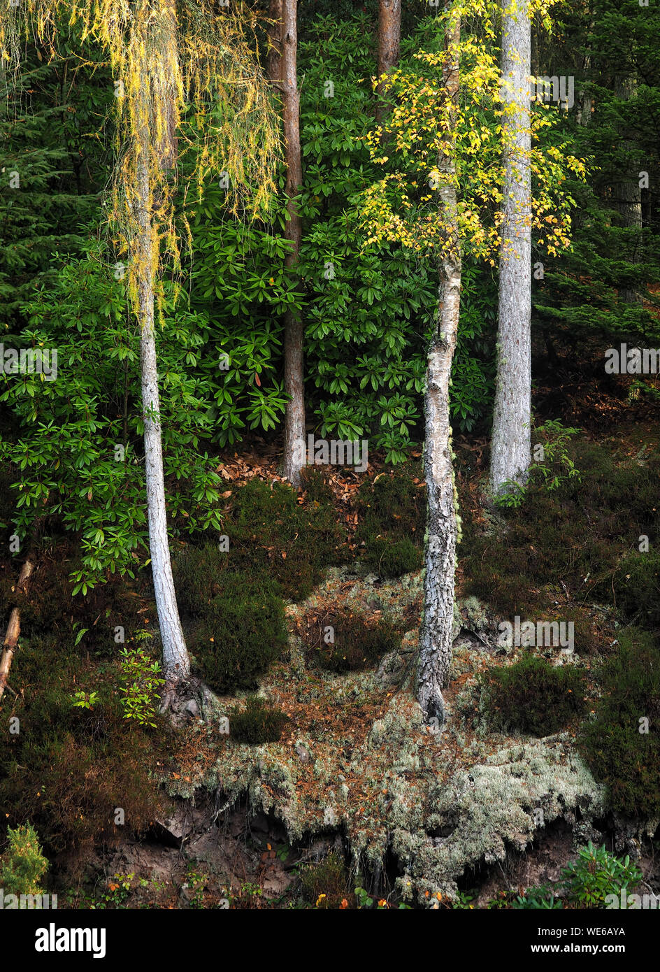 Birch tree growing on edge of eroded bank with rhododendron and conifer trees in background in Glengarra Woods, Cahir, Tipperary, Ireland Stock Photo