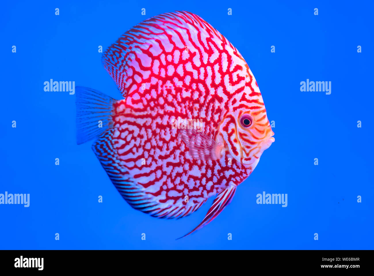 Discus Fish Colorful swimming in fish tank. This is a species of