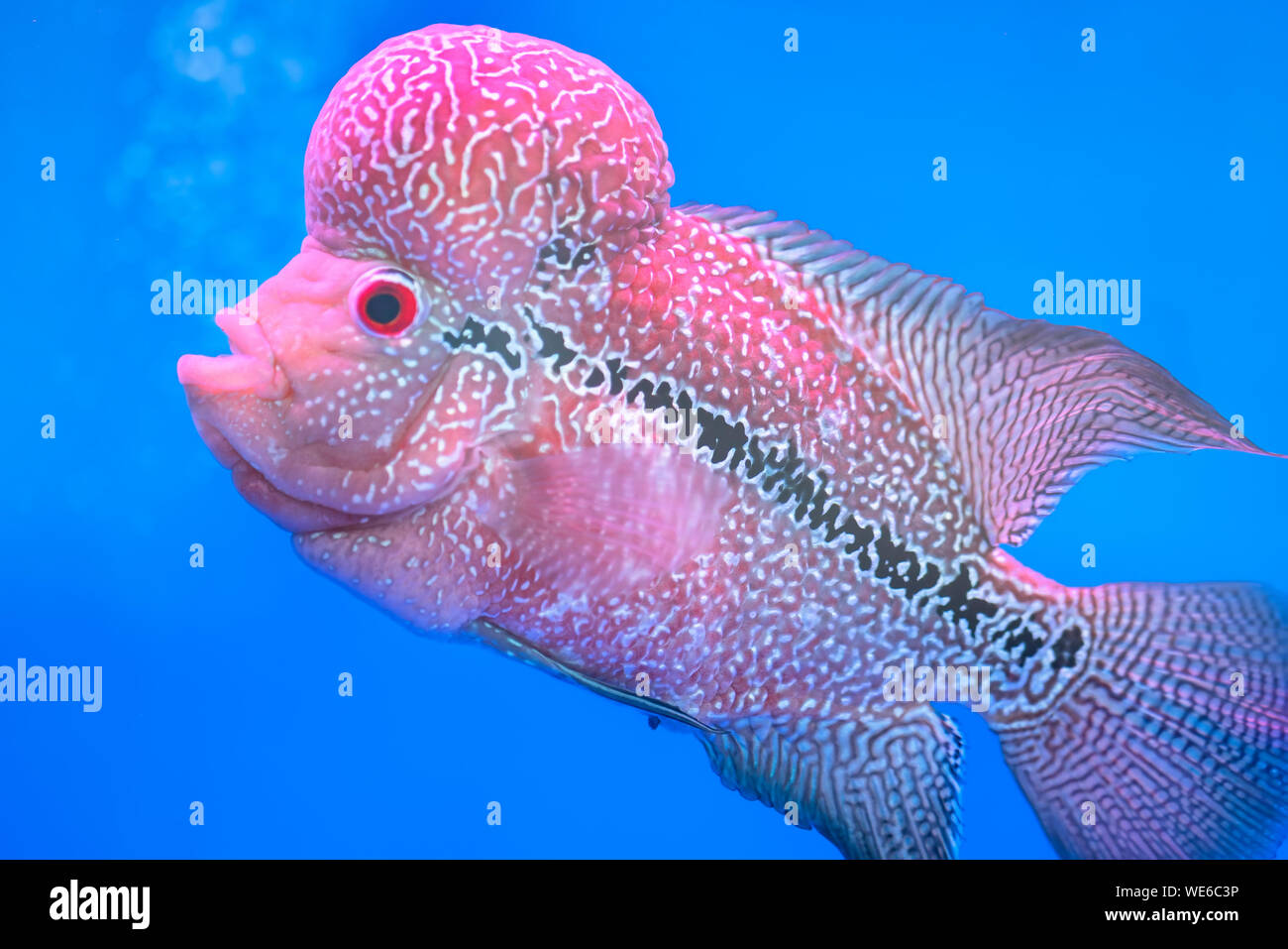 Flowerhorn Cichlid Colorful fish swimming in fish tank. This is an ornamental fish that symbolizes the luck of feng shui in the home Stock Photo