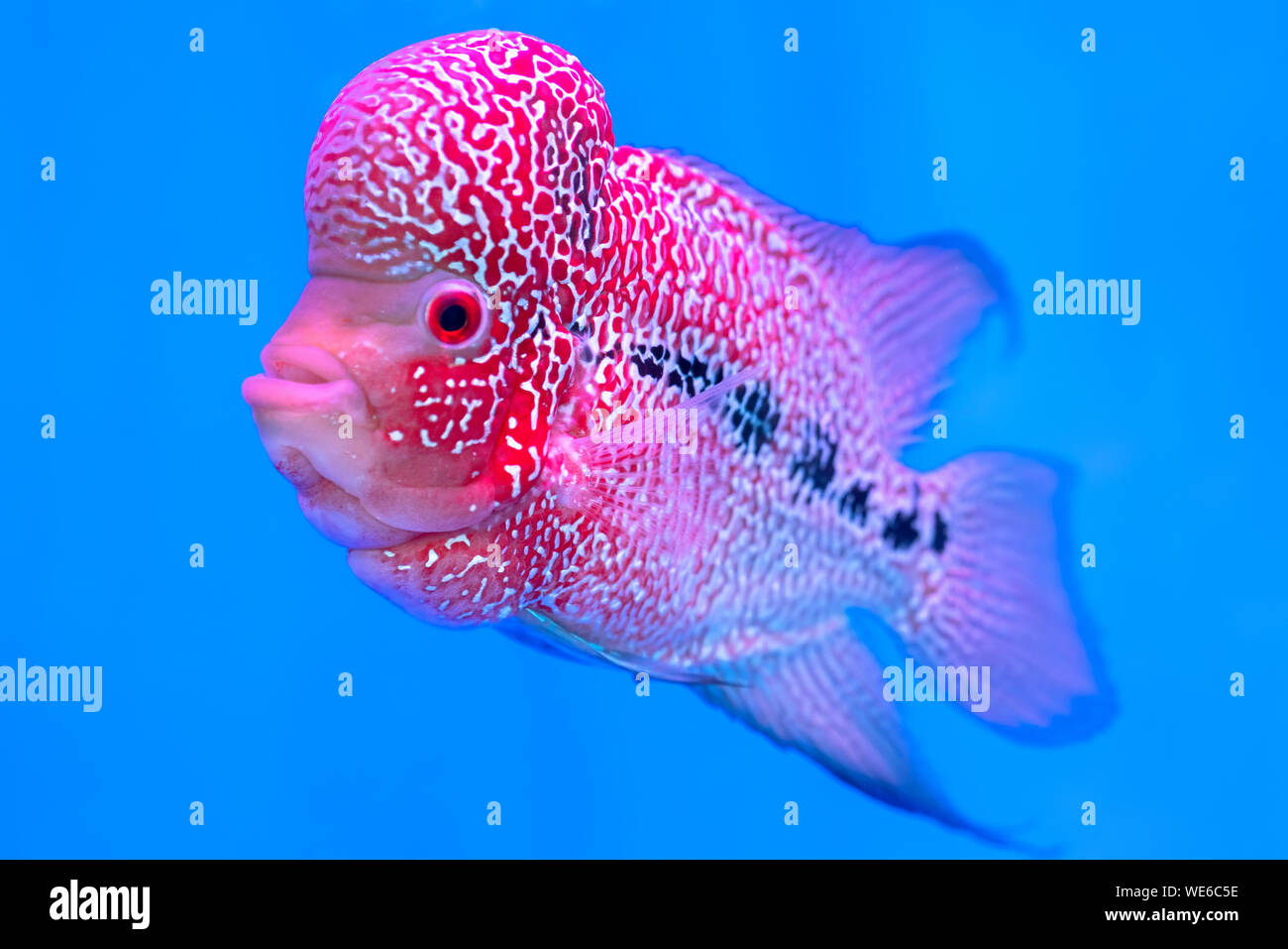 Flowerhorn Cichlid Colorful fish swimming in fish tank. This is an ornamental fish that symbolizes the luck of feng shui in the home Stock Photo