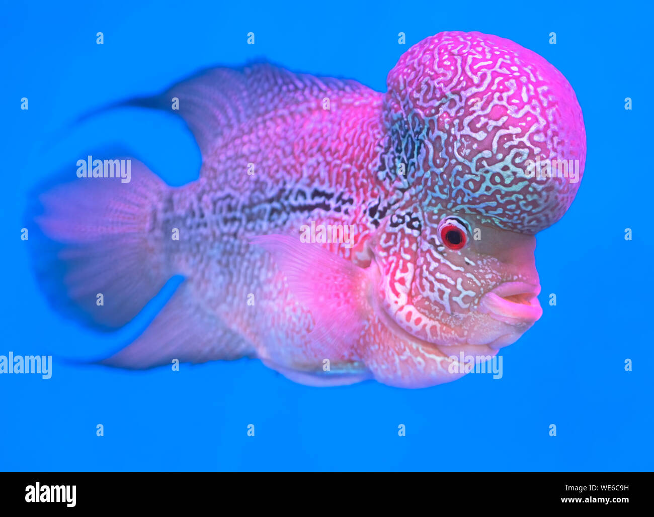 Flowerhorn Cichlid Colorful fish swimming in fish tank. This is an ornamental fish that symbolizes the luck of feng shui in the home Stock Photo