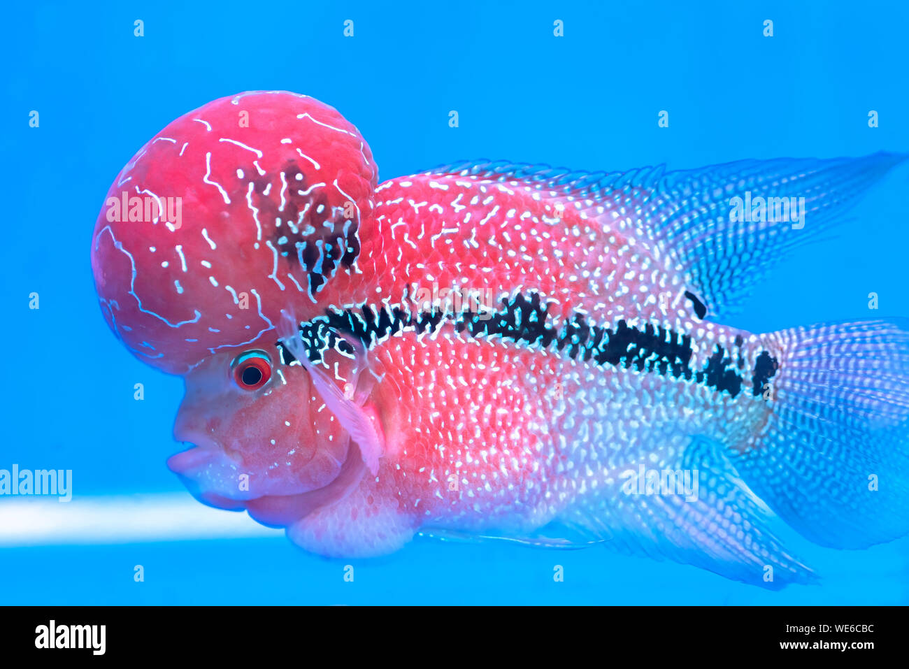 Flowerhorn Cichlid Colorful fish swimming in fish tank. This is an ornamental fish that symbolizes the luck of feng shui in the home Stock Photo