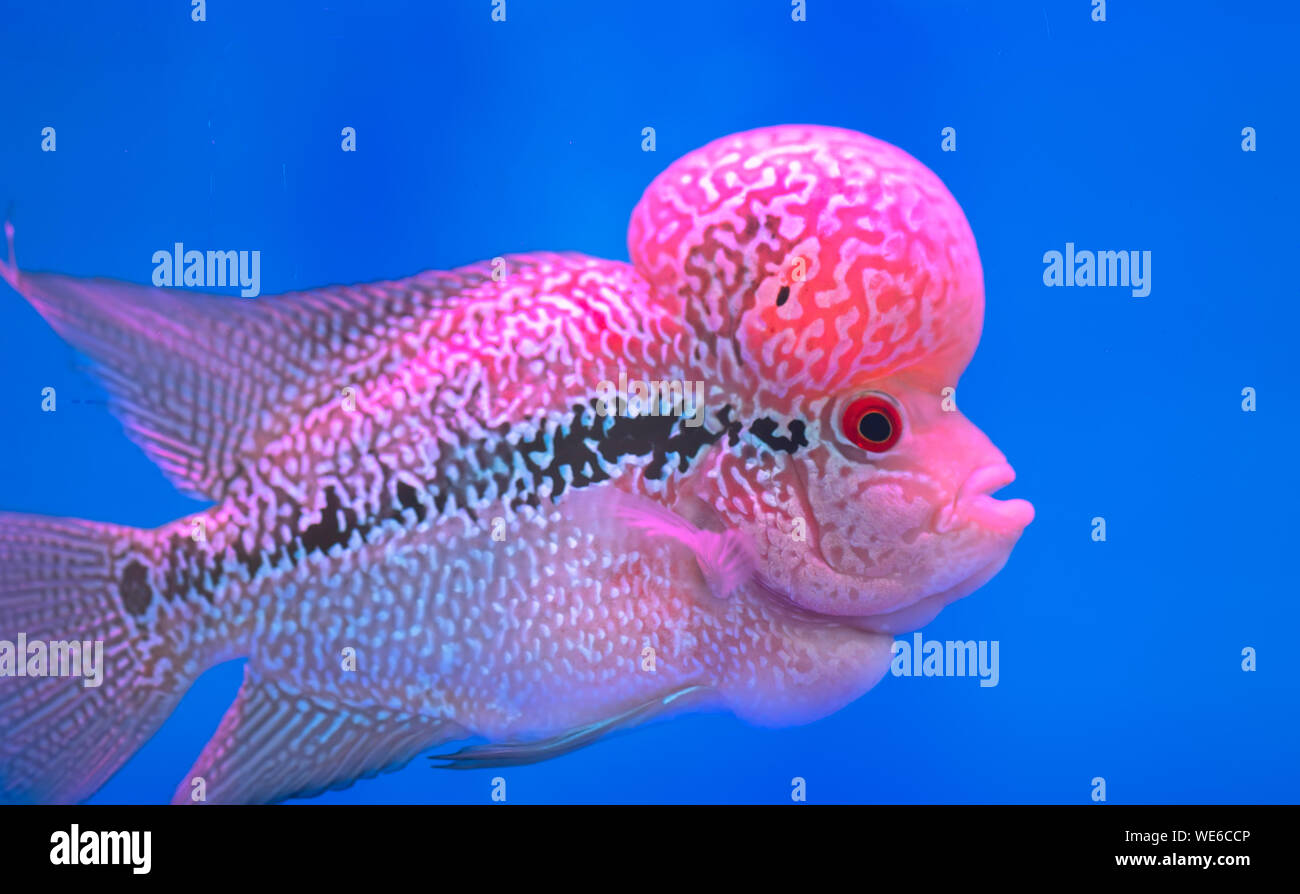 https://c8.alamy.com/comp/WE6CCP/flowerhorn-cichlid-colorful-fish-swimming-in-fish-tank-this-is-an-ornamental-fish-that-symbolizes-the-luck-of-feng-shui-in-the-home-WE6CCP.jpg