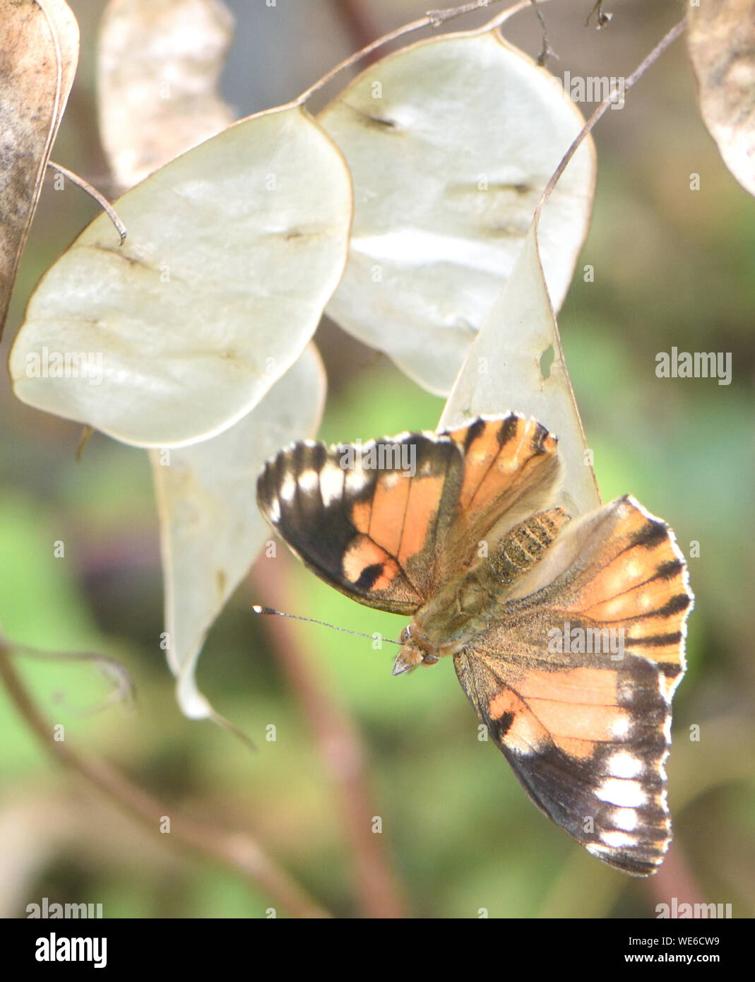 A Painted Lady aberration (Vanessa cardui) on an honesty (Lunaria annua) seed head. An aberration is an individual that differs from the norm or typic Stock Photo