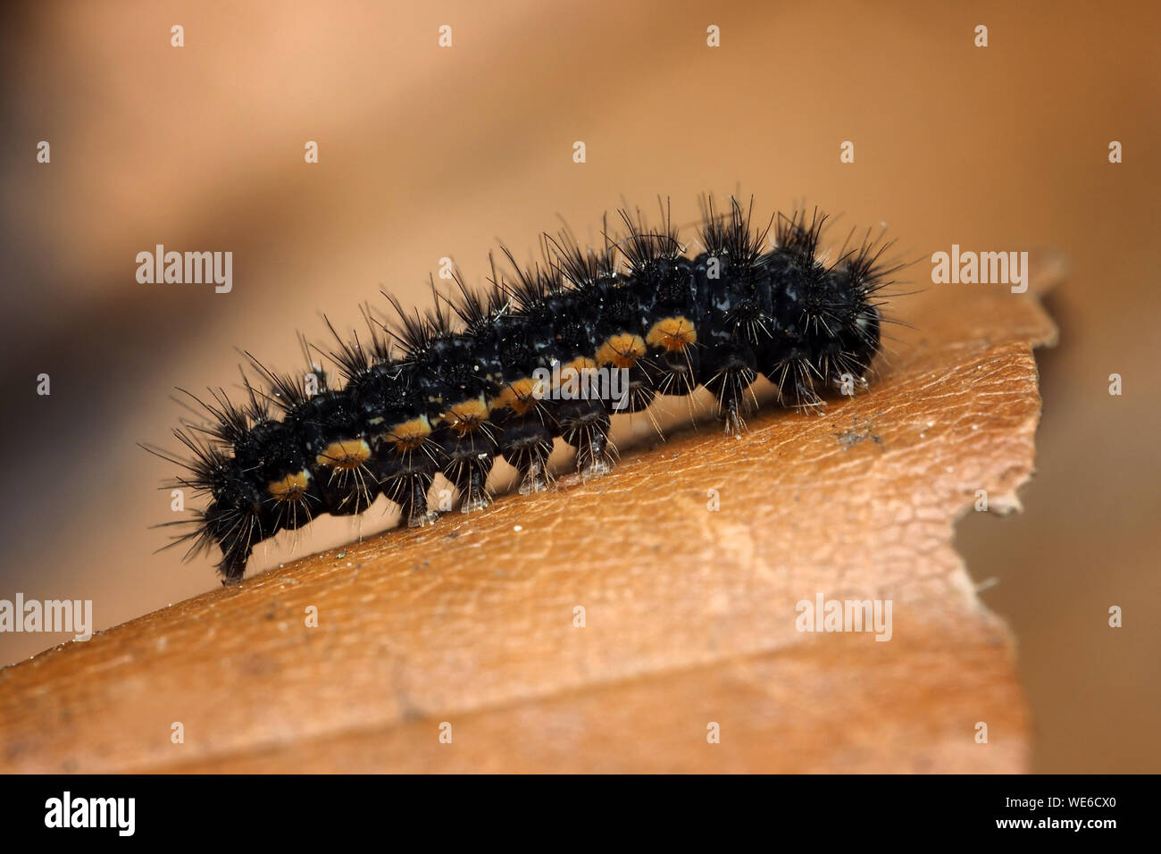 Common Footman moth caterpillar (Eilema lurideola) resting on leaf
