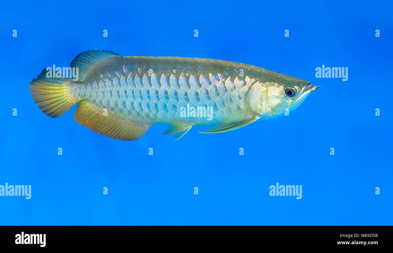 Arowana in aquarium, this is a favorite fish with long body, beautiful  dragon shape colorful for decoration in the aquarium in the rich family  Stock Photo - Alamy