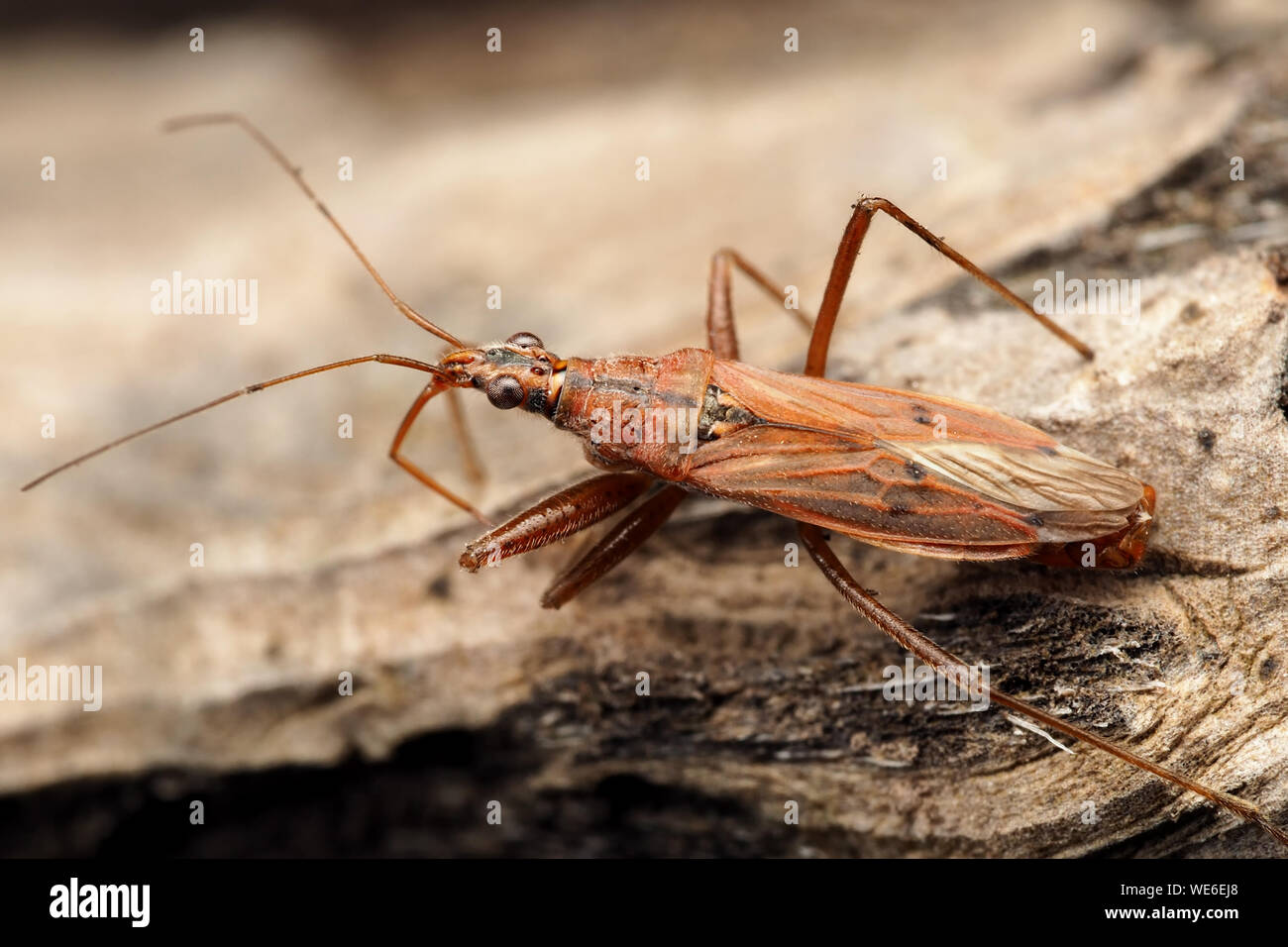Heath Damsel Bug (Nabis ericetorum) at rest on branch. Tipperary, Ireland Stock Photo