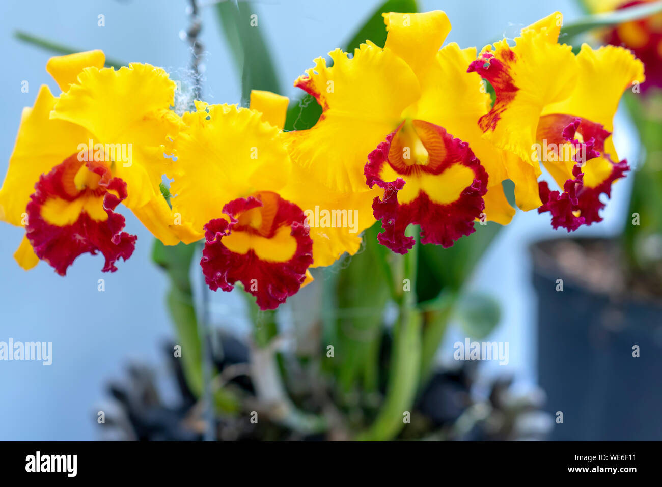 Cattleya Labiata flowers bloom in spring adorn the beauty of nature Stock Photo