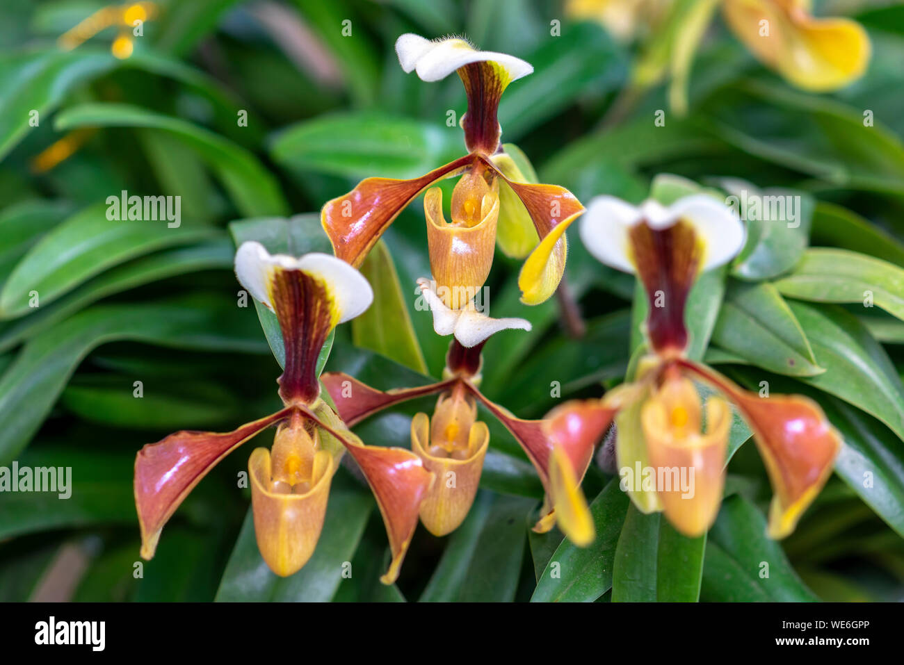 Paphiopedilum orchids flowers bloom in spring adorn the beauty of nature Stock Photo