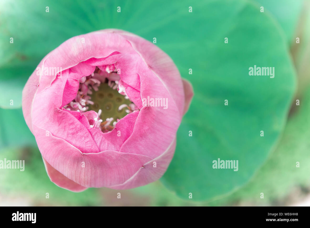 Light Pink Lotus Flowers Green Stock Photos Light Pink