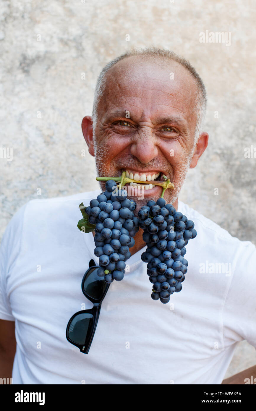 Man keep grape in teeth during harvest in a vineyard in South Italy ...