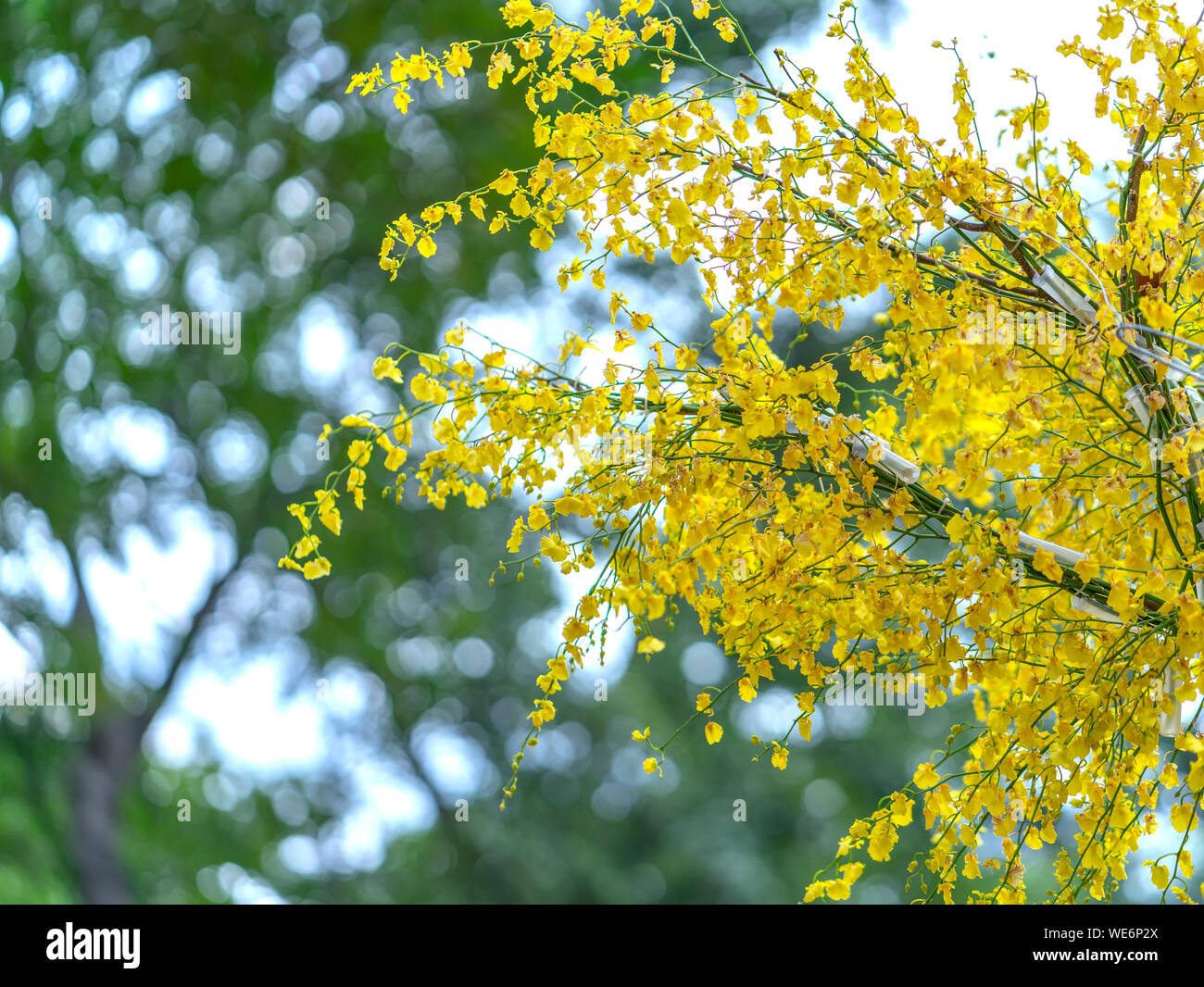 Oncidium orchids are full body dried as giant orchids in spring garden