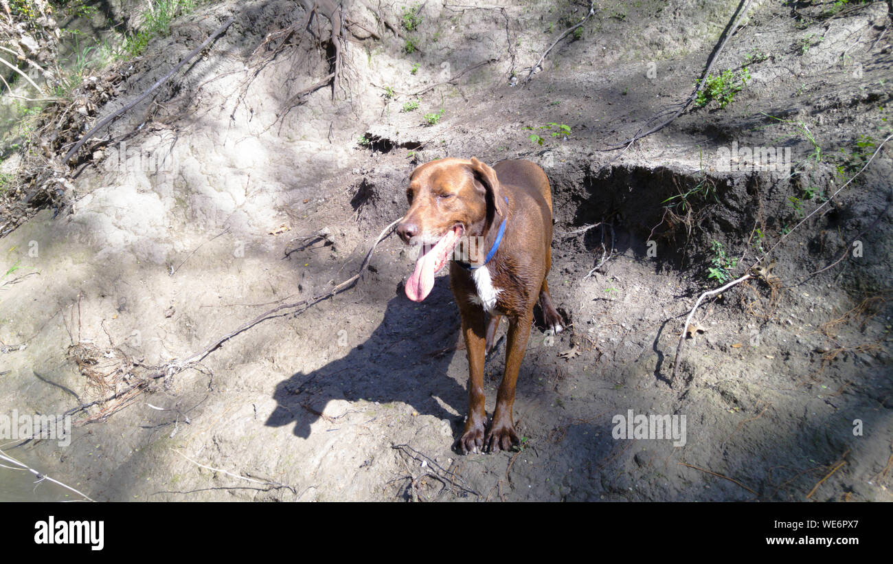 Dog On Dirt At Ten Mile Creek Preserve Stock Photo