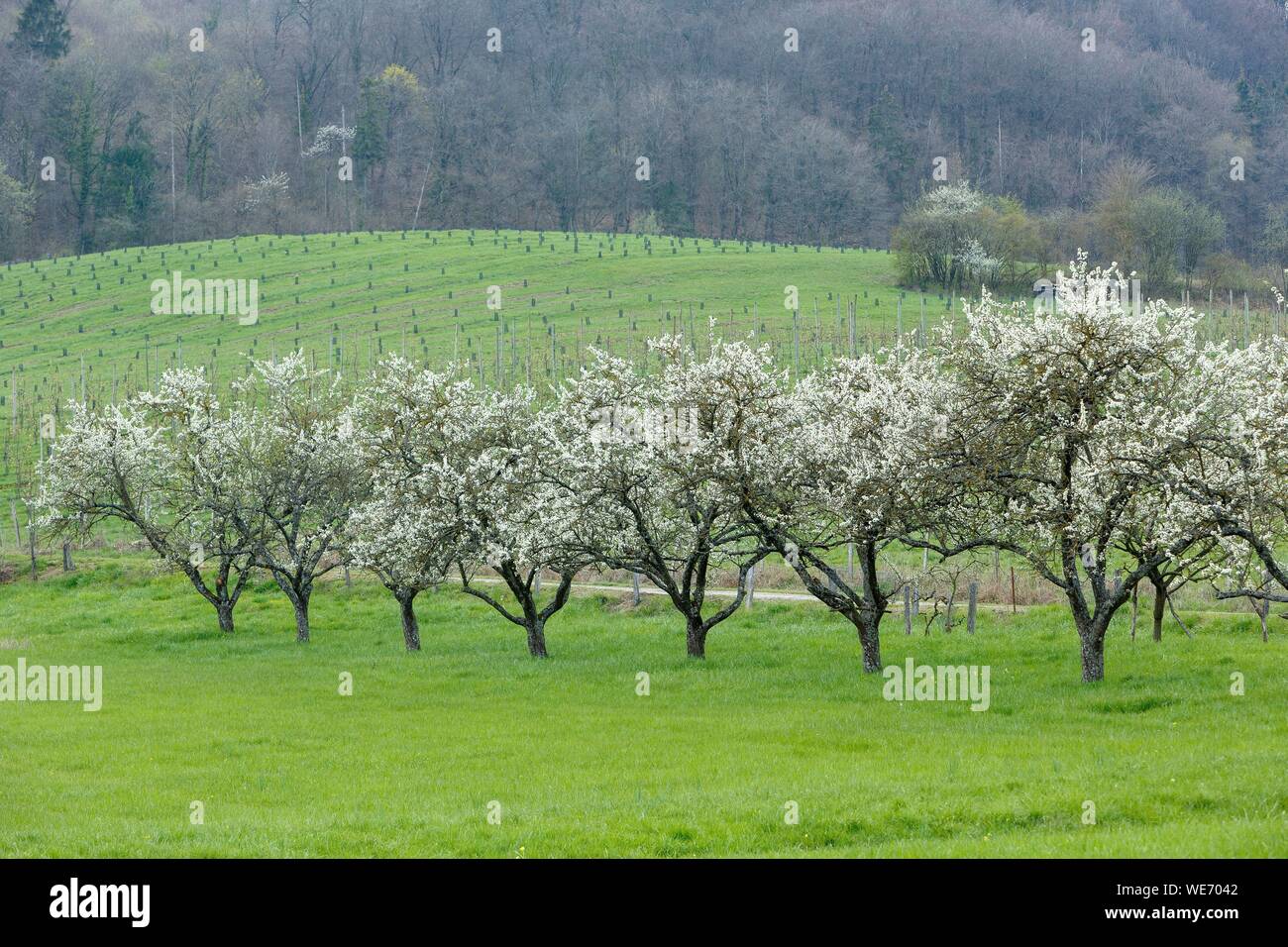 France, Meurthe et Moselle, Cotes de Toul, Boucq, cherry plum trees in bloom Stock Photo