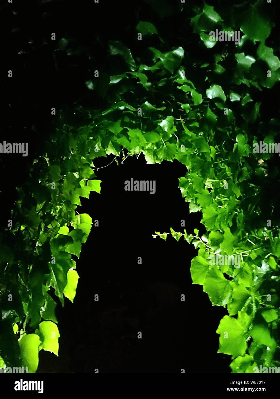 Plants Growing In The Dark Stock Photo Alamy