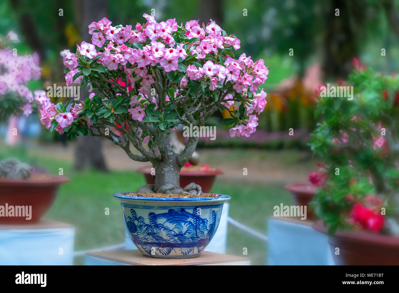 Frangipani bonsai tree hires stock photography and images Alamy