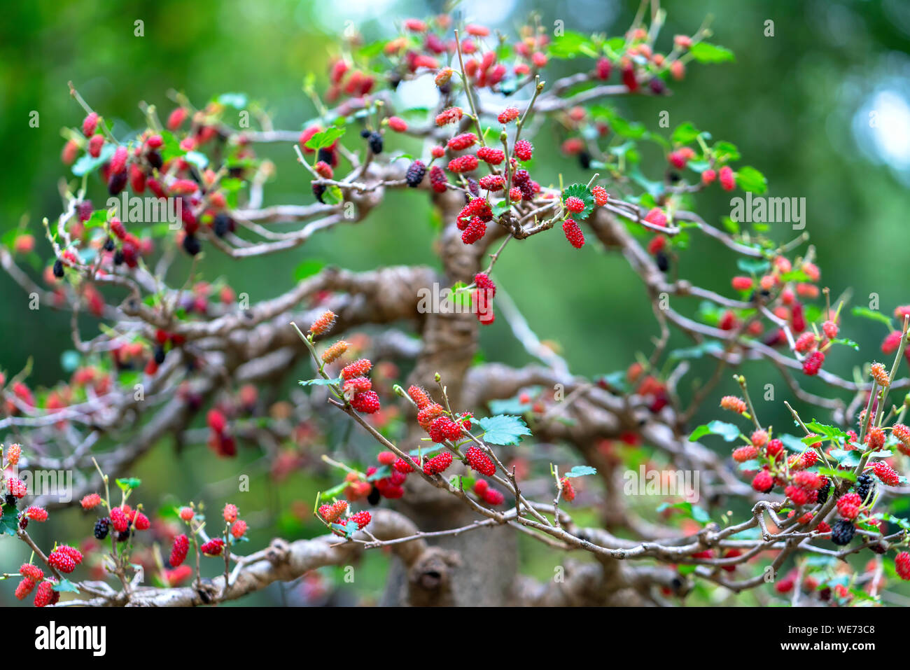 Raspberry tree with many ripe fruits full of branches in the garden ...